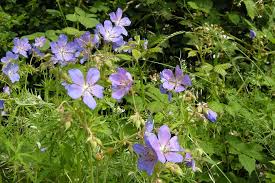 Attēlu rezultāti vaicājumam “Geranium pratense leaf”