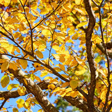 Attēlu rezultāti vaicājumam “Betula alleghaniensis”