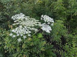 Attēlu rezultāti vaicājumam “Heracleum sosnowskyi”