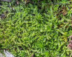 Attēlu rezultāti vaicājumam “Barbilophozia barbata”