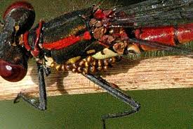 Attēlu rezultāti vaicājumam “Acalitus longisetosus”