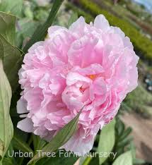 Attēlu rezultāti vaicājumam “Paeonia lactiflora”
