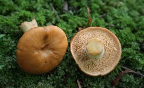 Attēlu rezultāti vaicājumam “Hydnum repandum”