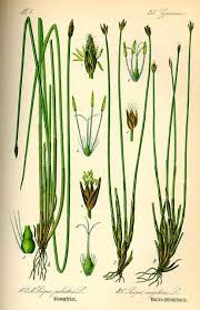 Attēlu rezultāti vaicājumam “Eleocharis uniglumis fruit”