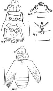 Attēlu rezultāti vaicājumam “Grynocharis oblonga”