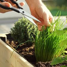 Image result for Schnittlauch