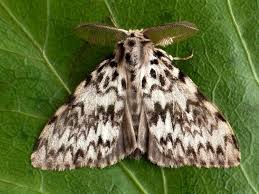 Attēlu rezultāti vaicājumam “Lymantria monacha pupa”