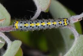Attēlu rezultāti vaicājumam “Diloba caeruleocephala larva”