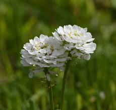 Image result for Iberis umbellata