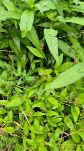 Attēlu rezultāti vaicājumam “Persicaria lapathifolia leaf”
