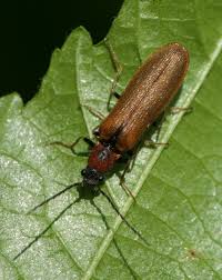 Attēlu rezultāti vaicājumam “Denticollis linearis”