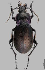 Attēlu rezultāti vaicājumam “Carabus nemoralis”