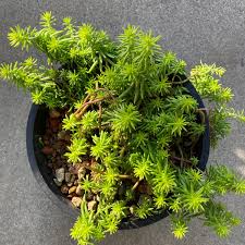 Attēlu rezultāti vaicājumam “Sedum rupestre”