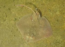 Image result for Dipturus laevis