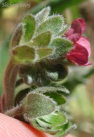 Attēlu rezultāti vaicājumam “Cynoglossum officinale flower”