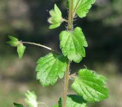 Attēlu rezultāti vaicājumam “Veronica persica”