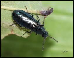 Attēlu rezultāti vaicājumam “Dasytes caeruleus”