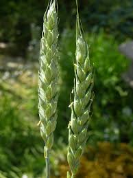 Attēlu rezultāti vaicājumam “Triticum aestivum”