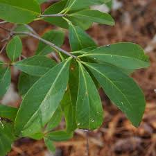 Attēlu rezultāti vaicājumam “Saussurea esthonica leaf”