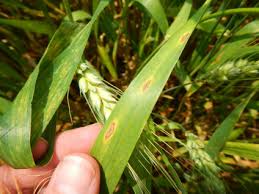 Attēlu rezultāti vaicājumam “Ephemerum serratum sporophyte”