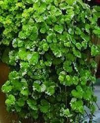 Image result for Glechoma hederacea