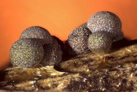 Attēlu rezultāti vaicājumam “Badhamia foliicola spores”