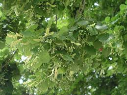 Attēlu rezultāti vaicājumam “Tilia platyphyllos subsp. platyphyllos”
