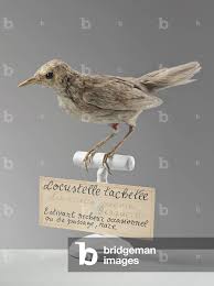 Image result for Locustella naevia