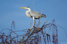 Attēlu rezultāti vaicājumam “Ardea cinerea adult”