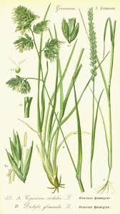 Attēlu rezultāti vaicājumam “Cynosurus cristatus”