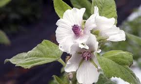 Image result for Althaea officinalis