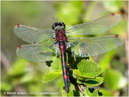 Attēlu rezultāti vaicājumam “Leucorrhinia rubicunda”