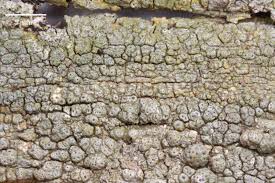 Attēlu rezultāti vaicājumam “Pertusaria pertusa”