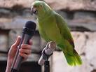 parrot talk