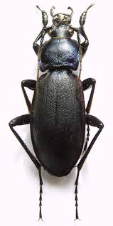 Attēlu rezultāti vaicājumam “Carabus violaceus”