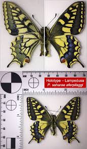 Attēlu rezultāti vaicājumam “Papilio machaon upperside”