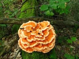 Attēlu rezultāti vaicājumam “Laetiporus sulphureus”