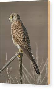 Attēlu rezultāti vaicājumam “Falco tinnunculus”