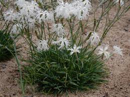 Attēlu rezultāti vaicājumam “Dianthus arenarius”