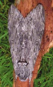 Attēlu rezultāti vaicājumam “Agrius convolvuli”