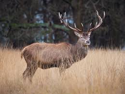 Attēlu rezultāti vaicājumam “Cervus elaphus”