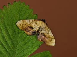 Attēlu rezultāti vaicājumam “Plagodis dolabraria”