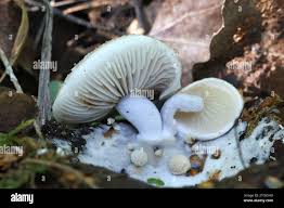 Attēlu rezultāti vaicājumam “Asterophora lycoperdoides”