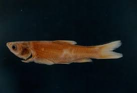 Image result for Mylopharyngodon piceus