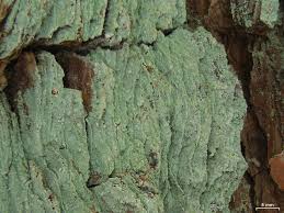 Attēlu rezultāti vaicājumam “Lepraria incana”