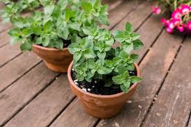 Image result for Oregano