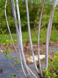Attēlu rezultāti vaicājumam “Salix daphnoides subsp. acutifolia bud”
