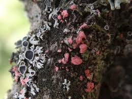 Attēlu rezultāti vaicājumam “Illosporiopsis christiansenii”