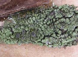 Attēlu rezultāti vaicājumam “Fellhanera subtilis”