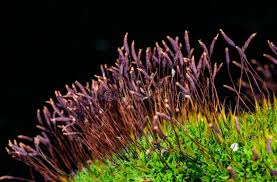 Attēlu rezultāti vaicājumam “Ceratodon purpureus sporophyte”